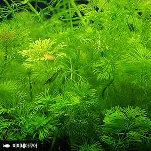암브리아 3촉