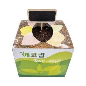 SK 에코컵 강낭콩 방울토마토 봉선화 상추 식물키우기