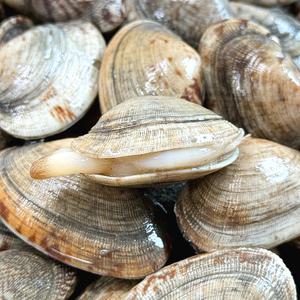 농가살리기 삼천포 당일어획 활바지락 1kg (60-70미 내외)