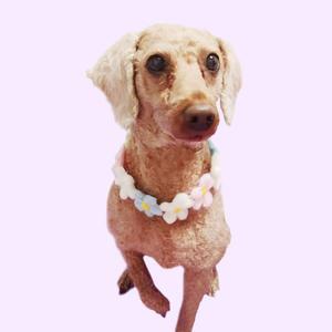 [JHQR78R4_4B]L 반려동물 꽃 고양이스카프 목걸이