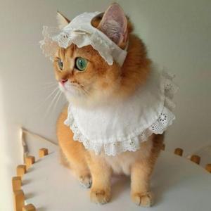 [JHQOP519_4B]고양이 모자 캣스카프 케이프 레이스 세트
