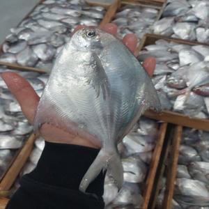 당일조업 남해 횟감용 자연산 생물 병어 1kg, 손질 병어 400g (머리제거)