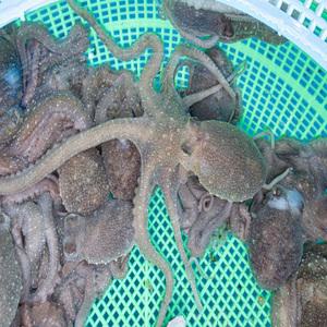 당일조업 남해안 특대 생물 활산낙지 1kg 3~5미 내외  횟감용 탕탕이 ,볶음