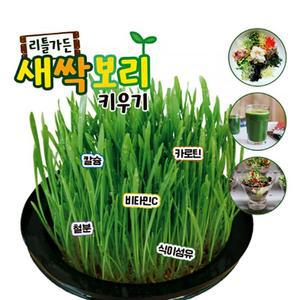 [HYD14K1L_51CX]새싹보리 키우기 키트 재배기 - 국내산
