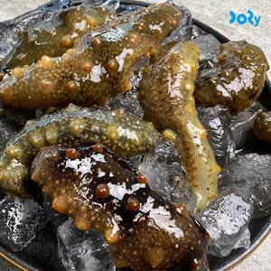[맛도리] 국내산 제철 당일어획 여수 활 해삼 1kg (8-16미 내외)