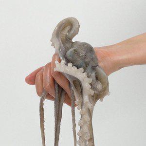 [전라도 청년] 산지직송 제철 고흥 황토 산낙지 중 3미 (마리당 120g)