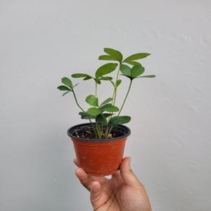 멕시코소철 소품 10~25cm 29