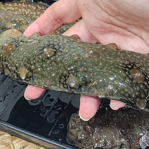 통영 제철 활 해삼 1kg