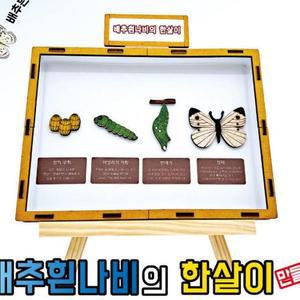[XBG77445_47]배추흰나비의 한살이 만들기학습용 브로마이드