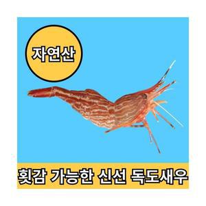 청년고집 횟감 가능한 동해안 독도 꽃새우 급냉 500g 1kg