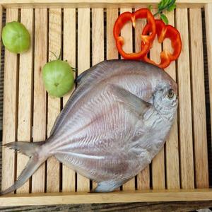 국내산제수용병어 대병어 1미 600g 내외