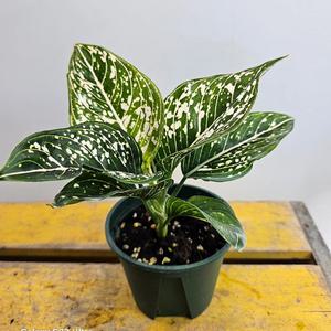 톰슨프라이드(무늬가 독특해요) 높이 18~30cm
