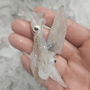 싱싱햇 남해안 생물 횟감 호래기 꼴뚜기 500g