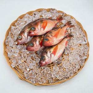 손질 급냉 독도산 불볼락 열기 2kg (9-10미 내외)