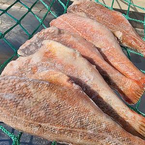 포르투갈 급냉 손질 열기 1kg 내외 4미 불볼락 빨간 생선 열기 생선 장문볼락 불 뽈락 손질볼락 손질열기