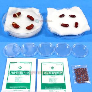 강낭콩싹키우기실험 씨앗발아시키기 초등과학수업응용 5인세트