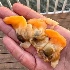 부산 명지 갈미 조개 살 500g 20-30미 부산갈미조개 명지갈미조개 명지조개 개량조개