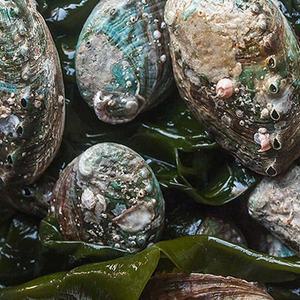 굴키우는남자 참전복(중)500g(12~14미내외)