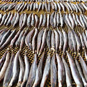 동해안 반건조 양미리 1두름 500g (20미)20cm내외 도로묵