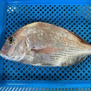 통영 산지직송 자연산 참돔 5미 30cm 국내산 당일손질후 500g내외