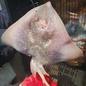 통가오리 간재미 냉동가오리 3kg 무침용 가오리무침 별미음식