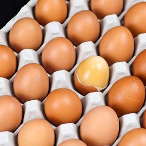 HACCP 쫄깃한 구운계란 중란 30구 + 소금