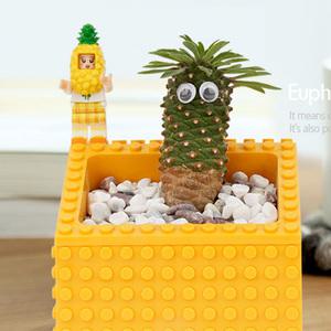 마이플랜트 DIY 블록가든 선인장 다육식물 4종 가드닝 키트 장난감 레고 화분