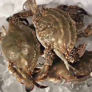 [맛군]서해안 당일조업 신진도 활 암꽃게 1kg(kg당 4-6미내외) 빙장포장
