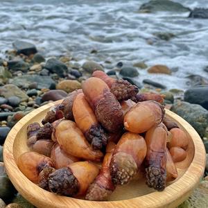 당일어획 국산 미더덕 2kg 찜 미더덕회 오만둥이