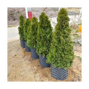 계란판 만능화분 플라스틱화분 트리웰포트 플분 텃밭 과습방지 수분관리 300mm X 300mm