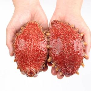 거제도 해녀채취 자연산 생물 홍해삼 500g