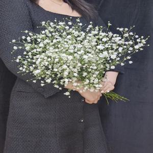 안개꽃 셀프 웨딩촬영부케 안개 꽃다발 생화 택배 꽃 정기구독 양 도매 시장 절화 