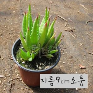 미니알로에 (전자파방지/공기정화/실내인테리어화분) 지름 9cm 소품 다육화분