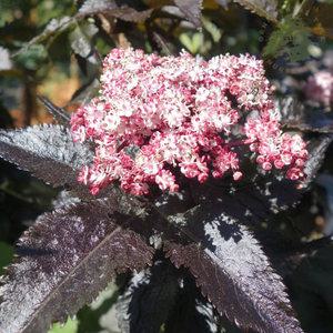 엘더베리 블랙레이스 15cm 딱총나무