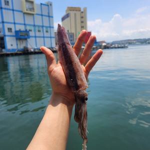 제철 선동 통찜 오징어 1kg 한입 급냉 생물