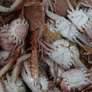 제철 활 돌게 1kg 박하지 민꽃게 무당게 돌게장