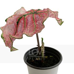 칼라디움스플래쉬오브와인 관엽 공기정화식물 식물키우기