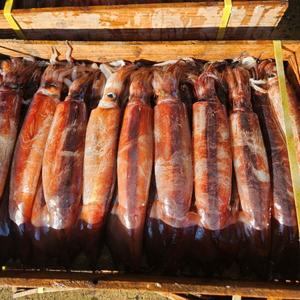 국산 오징어 활 횟감 생물 오징어 1kg 채낚기