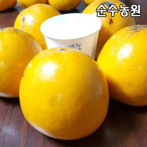 감나무 묘목, 대왕단감 접목1년 뿌리묘(특) 1개/유실수/과실수