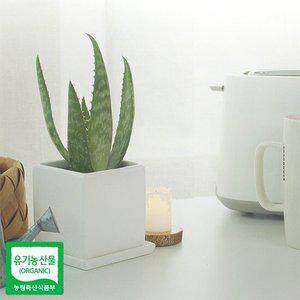 유기농 생알로에 사포나리아 모종 3개 미세먼지 공기정화