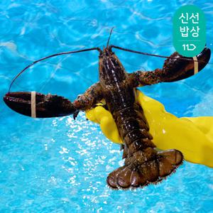 랍스터 500g 내외 1마리 칙스