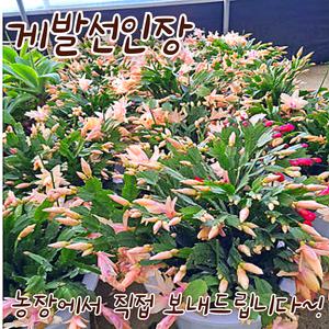 [아트플라워] 게발선인장 게발대품 화분 선물 플랜테리어 꽃 꽃피는선인장