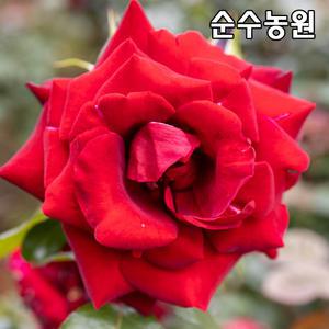 유럽사계덩굴장미 묘목, 프레지던트 생골 개화주 포트1개/넝쿨, 줄장미/꽃나무