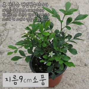 오렌지쟈스민 (재스민 자스민) 지름 9 10cm 소품화분 (상토와 마사만사용)