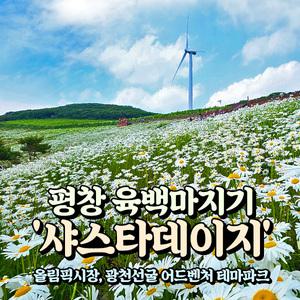 [강원] 평창 육백마지기 샤스타데이지 트레킹+올림픽시장+광천선굴 어드벤처 테마파크 당일여행/서울경기出