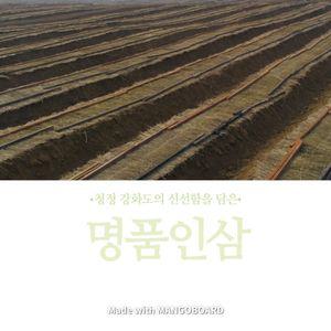 인삼 선물세트3