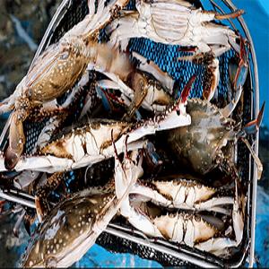 [품질보장] 태안 자연산 활 꽃게 1kg 3~5미 / 모두모두 신선하게 도착! 얼음포장!
