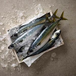 제주 고등어살 1kg (10~12쪽)