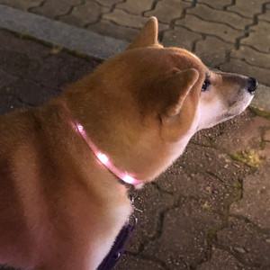 애견 야광 LED 목걸이 불빛나는 목줄 소형견용 블루 묘심견심