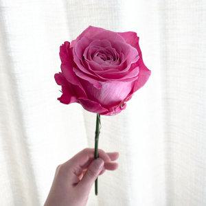 오후의꽃 올포러브 분홍 장미 꽃다발 로즈데이 꽃배달싼곳 양재꽃시장